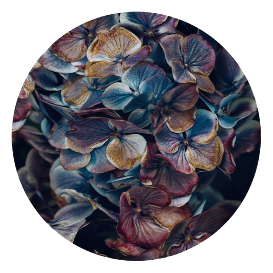 Marina de Wit Decal 50cm Hydrangea Petals