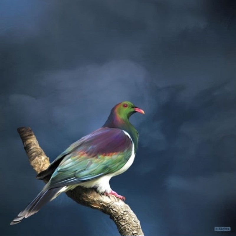 Julian Hindson King Kereru Boxed Print